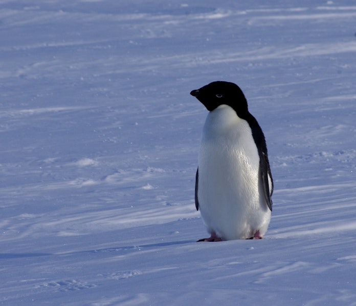 Adelie penguin. Adult. Gould Bay, Weddell Sea, December 2014. Image © Colin Miskelly by Colin Miskelly.