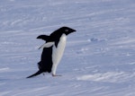 Adelie penguin. Adult. Gould Bay, Weddell Sea, December 2014. Image © Colin Miskelly by Colin Miskelly.