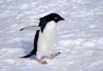 Adelie penguin. Adult. Gould Bay, Weddell Sea, November 2014. Image © Colin Miskelly by Colin Miskelly.