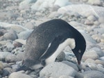 Adelie penguin. Adult. King George Island, South Shetland Islands, December 2008. Image © Alan Tennyson by Alan Tennyson.