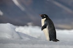 Adelie penguin. Adult. Cape Bird, Ross Island, Antarctica, January 2018. Image © Mark Lethlean by Mark Lethlean.