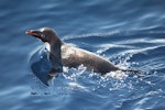 Adelie penguin. Adult swimming. Sea of Cosmonauts, Southern Indian Ocean, December 2014. Image © Sergey Golubev by Sergey Golubev.