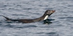 Adelie penguin. Adult swimming. Cape Bird, Ross Island, Antarctica, January 2018. Image © Mark Lethlean by Mark Lethlean.