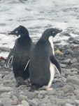 Adelie penguin. Adults. King George Island, South Sandwich Islands, December 2008. Image © Alan Tennyson by Alan Tennyson.