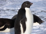 Adelie penguin. Adult. Cape Royds, Ross Sea, Antarctica, February 2016. Image © Ian Armitage by Ian Armitage.