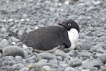 Adelie penguin. Adult lying on ground. Brown Bluff, Antarctic Sound, January 2016. Image © Rebecca Bowater by Rebecca Bowater FPSNZ AFIAP.