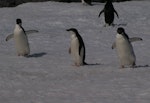 Adelie penguin. One-year-old with adults. Hope Bay, Antarctic Peninsula, January 2009. Image © Colin Miskelly by Colin Miskelly.