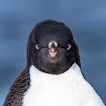 Adelie penguin. Adult. Cape Evans, Ross Island, Antarctica, January 2018. Image © Mark Lethlean by Mark Lethlean.