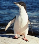 Adelie penguin. Fledgling. Hop Island, Prydz Bay, Antarctica, February 1990. Image © Colin Miskelly by Colin Miskelly.