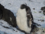 Adelie penguin. Moulting pre-breeder. Cape Royds, Ross Sea, Antarctica, February 2016. Image © Ian Armitage by Ian Armitage.