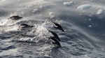 Adelie penguin. Group porpoising among brash ice. Weddell Sea, Antarctica, November 2014. Image © Sonja Ross by Sonja Ross.