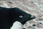 Adelie penguin. Incubating adult. Hop Island, Prydz Bay, Antarctica, November 1989. Image © Colin Miskelly by Colin Miskelly.