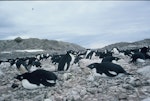 Adelie penguin. Incubating adults. Hop Island, Prydz Bay, Antarctica, November 1989. Image © Colin Miskelly by Colin Miskelly.