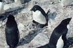 Adelie penguin. Adult brooding young chicks. Cape Denniston, Antarctica, December 1981. Image © Department of Conservation ( image ref: 10029649 ) by Brian Ahern..