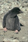 Adelie penguin. Chick. Hop Island, Prydz Bay, Antarctica, January 1990. Image © Colin Miskelly by Colin Miskelly.