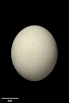 Adelie penguin. Egg 68.1 x 57.1 mm (NMNZ OR.011272, collected by Frederich-Carl Kinsky). Cape Hallett, Ross Sea, Antarctica, November 1963. Image © Te Papa by Jean-Claude Stahl.