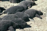 Adelie penguin. Heat-stressed chicks. Hop Island, Prydz Bay, Antarctica, December 1989. Image © Colin Miskelly by Colin Miskelly.