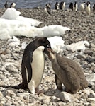 Adelie penguin. Adult feeding chick. Paulet Island, Antarctic Peninsula, January 2016. Image © Rebecca Bowater by Rebecca Bowater FPSNZ AFIAP.