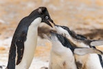 Adelie penguin. Adult with begging chicks (food chase). Franklin Island, Antarctica, January 2018. Image © Mark Lethlean by Mark Lethlean.