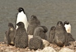 Adelie penguin. Adult and chicks. Paulet Island, Antarctic Peninsula, January 2016. Image © Rebecca Bowater by Rebecca Bowater FPSNZ AFIAP.