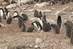 Adelie penguin. Colony with adults and chicks. Paulet Island, Antarctic Peninsula, January 2016. Image © Rebecca Bowater by Rebecca Bowater FPSNZ AFIAP.