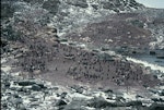 Adelie penguin. Breeding colonies with large chicks. Hop Island, Prydz Bay, Antarctica, January 1990. Image © Colin Miskelly by Colin Miskelly.