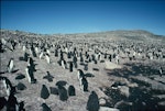 Adelie penguin. Breeding colony with large chicks. Hop Island, Prydz Bay, Antarctica, January 1990. Image © Colin Miskelly by Colin Miskelly.