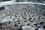 Adelie penguin. Colony during incubation. Hop Island, Prydz Bay, Antarctica, November 1989. Image © Colin Miskelly by Colin Miskelly.