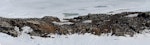 Adelie penguin. Breeding colony. Tokarev Island, Haswell archipelago, East Antarctica, January 2015. Image © Sergey Golubev by Sergey Golubev.