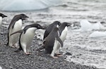 Adelie penguin. Adults ready to dive into the sea. Brown Bluff, Antarctic Sound, January 2016. Image © Rebecca Bowater by Rebecca Bowater FPSNZ AFIAP.