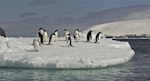 Adelie penguin. Adults on sea-ice. Antarctic Peninsula, January 2016. Image © Rebecca Bowater by Rebecca Bowater FPSNZ AFIAP.