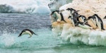 Adelie penguin. Adults entering the ocean. Franklin Island, Antarctica, January 2018. Image © Mark Lethlean by Mark Lethlean.