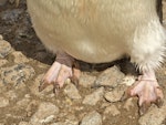 Adelie penguin. Adult's feet. Hardy Cove, South Shetland Islands, January 2016. Image © Rebecca Bowater by Rebecca Bowater FPSNZ AFIAP.