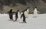 Adelie penguin. Adults on sea-ice. Paulet Island, Antarctic Peninsula, January 2016. Image © Rebecca Bowater by Rebecca Bowater FPSNZ AFIAP.