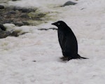 Adelie penguin. Melanistic adult. King George Island, South Shetland Islands, December 2007. Image © Colin Miskelly by Colin Miskelly.