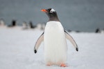 Gentoo penguin. Adult. Cuverville Island, Antarctic Peninsula, November 2019. Image © Mark Lethlean by Mark Lethlean.