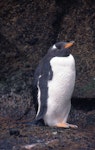 Gentoo penguin. Adult. Antipodes Island, January 1996. Image © Terry Greene by Terry Greene.