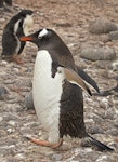 Gentoo penguin. Adult. Hardy Cove, South Shetland Islands, January 2016. Image © Rebecca Bowater by Rebecca Bowater FPSNZ AFIAP.