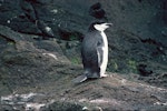 Chinstrap penguin. Adult (first New Zealand record). Antipodes Island, November 1978. Image © Department of Conservation ( image ref: 10028206 ) by John Kendrick..