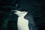 Chinstrap penguin. Adult (first New Zealand record). Antipodes Island, November 1978. Image © Department of Conservation ( image ref: 10028208 ) by John Kendrick..