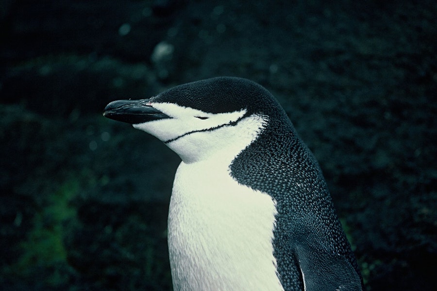 Chinstrap penguin. Adult (first New Zealand record). Antipodes Island, November 1978. Image © Department of Conservation ( image ref: 10028208 ) by John Kendrick..