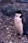 Chinstrap penguin. Adult (first New Zealand mainland record). Near Invercargill, December 1980. Image © Graham Barwell by Charles Barwell.