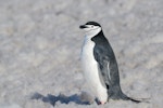 Chinstrap penguin. Adult. South Shetland Islands, Antarctica, November 2019. Image © Mark Lethlean by Mark Lethlean.