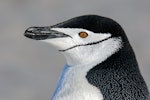 Chinstrap penguin. Adult. South Shetland Islands, Antarctica, November 2019. Image © Mark Lethlean by Mark Lethlean.