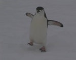 Chinstrap penguin. Adult. Half Moon Island, South Shetland Islands, December 2007. Image © Colin Miskelly by Colin Miskelly.