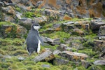 Chinstrap penguin. Adult. Hannah Point, Livingston Island, South Shetland Islands, January 2015. Image © Edin Whitehead by Edin Whitehead.