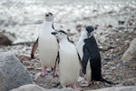 Chinstrap penguin. Three adults. Neko Harbour, Antarctic Peninsula, January 2015. Image © Edin Whitehead by Edin Whitehead.