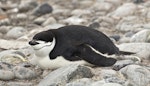 Chinstrap penguin. Adult lying down. Hardy Cove, South Shetland Islands, January 2016. Image © Rebecca Bowater by Rebecca Bowater FPSNZ AFIAP.