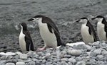 Chinstrap penguin. Adults on beach. Hardy Cove, South Shetland Islands, January 2016. Image © Rebecca Bowater by Rebecca Bowater FPSNZ AFIAP.