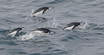 Chinstrap penguin. Adults porpoising. Off Deception Island, Antarctic Peninsula, February 2019. Image © Glenn Pure 2019 birdlifephotography.org.au by Glenn Pure.